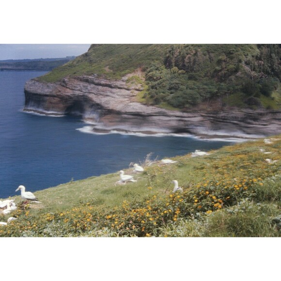 Other - 1960s Kodak 35mm Slide Hawaii Travels, gannet nesting colony (5)